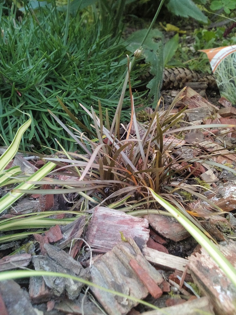 MINIATUROWA TURZYCA NOWOZELANDZKA BERGGRENA BRAZ