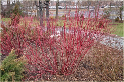 krzewy Dereń biały Spaethii Cornus alba Spaethii