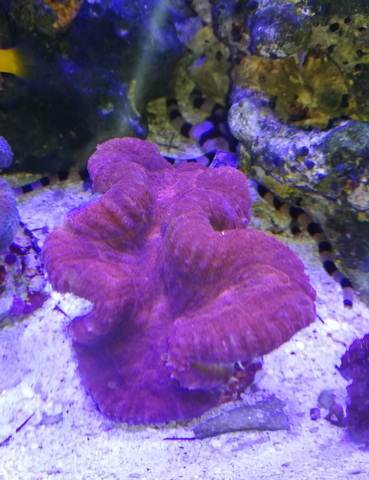 Morskie akwarium-Lobophyllia red