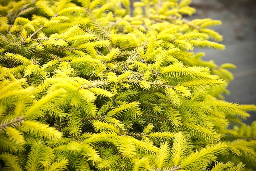 Picea abies 'Vermont Gold' - Świerk pospolity