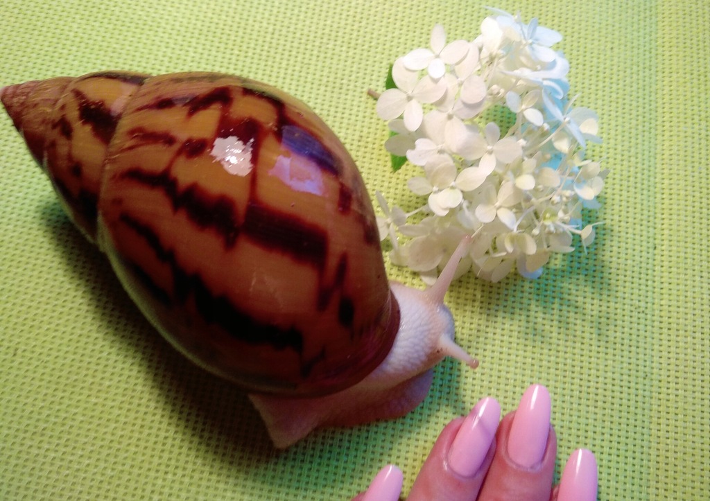 Achatina Achatina Tiger Albino