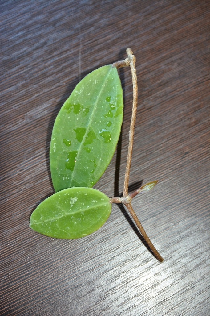 Hoya sp. Bintulu Borneo IML 1646