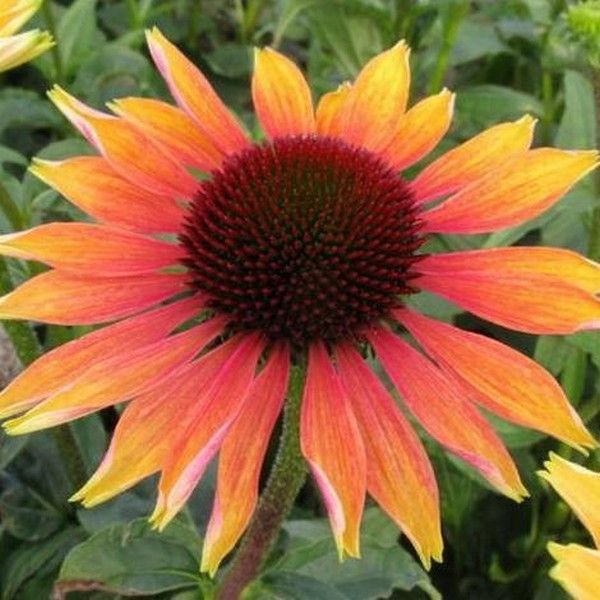 Jeżówka purpurowa Echinacea Evening Glow sadzonka