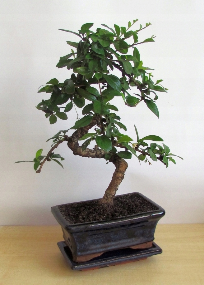 Kwitnące drzewko Bonsai Karmona drobnolistna