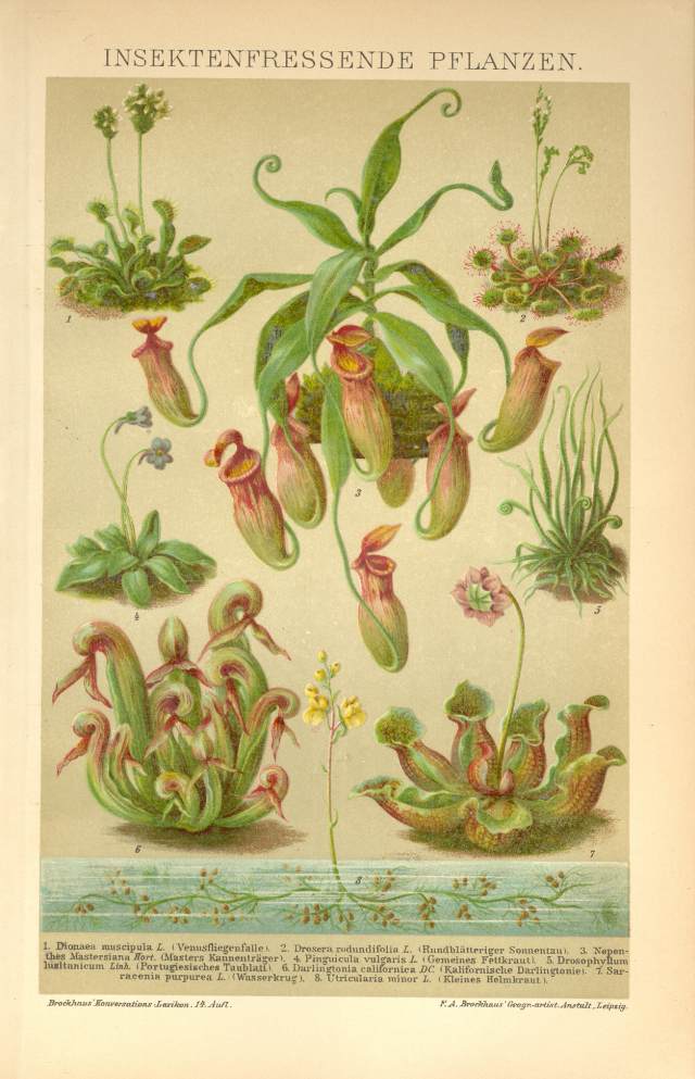 KWIATY OWADOŻERNE II  oryginalna  XIX w.  grafika