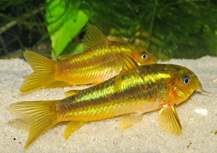 KIRYSEK SP GOLD LASER CORYDORAS ZŁOTY - EKH WAWA
