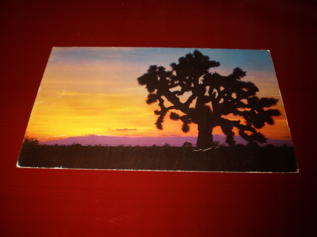 pocztówka USA - Desert Dawn - drzewo Jozuego