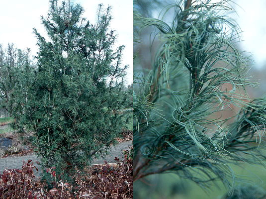 Pinus strobus 'Torulosa' POCZOCHRANA SOSNA wejmutk