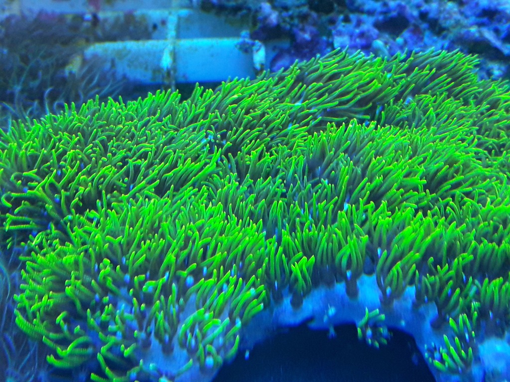 BRIAREUM ULTRA FLUO