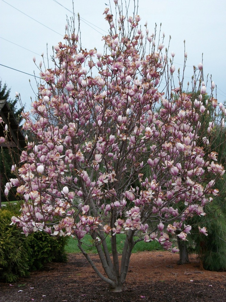 MAGNOLIA - SUSAN RÓŻOWE KWIATY- DONICA 120 CM