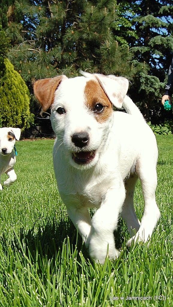 Parson Russell Terrier szczenięta po Championach
