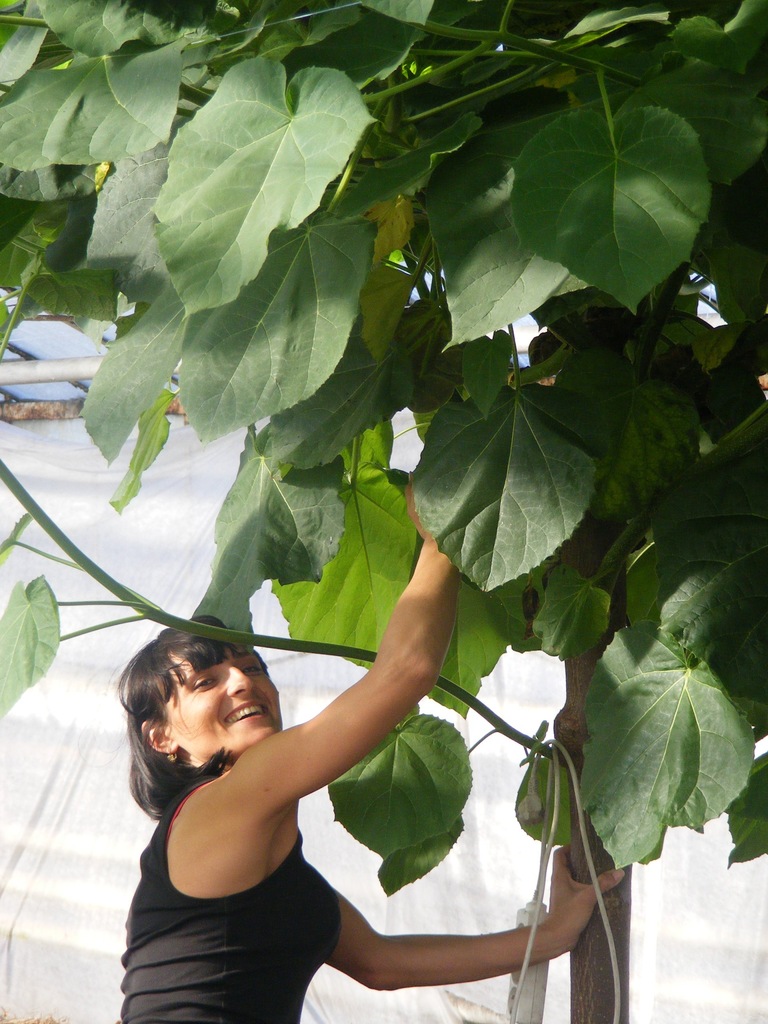 Paulownia omszona (puszysta) Cesarskie drzewko P9