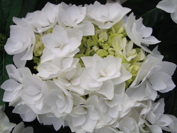 KWIATY CO ROKU hortensja EVERBLOOM COCO