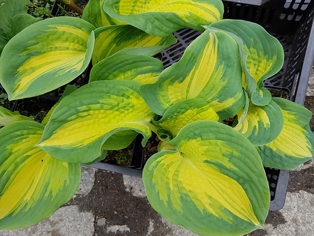 HOSTA - FUNKIA GEORGIA SWEETHEART 1szt