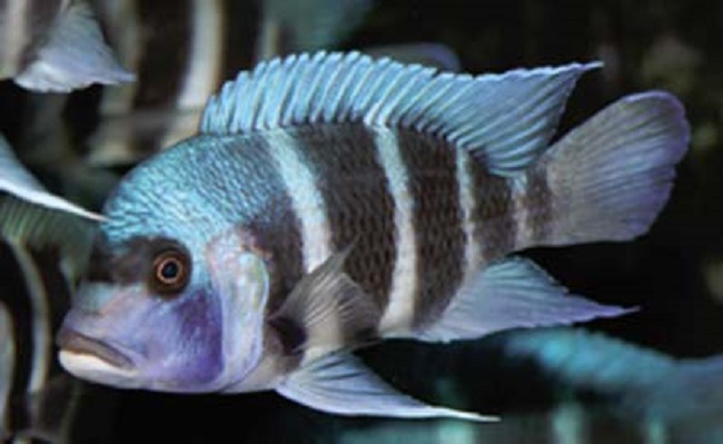 Cyphotilapia FRONTOSA Blue MPIMBWE - MALAWI Śląsk