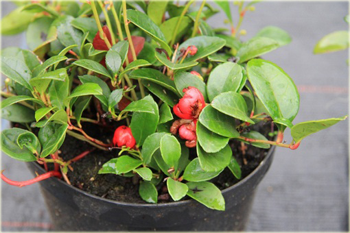 krzewy Golteria pełzająca Big Berry Golteria rozes