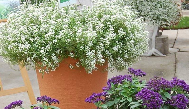 Smagliczka Lobularia Snow Princess pachnie