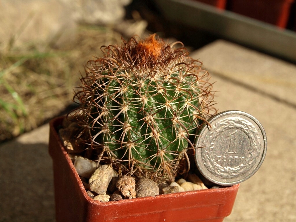Parodia punae