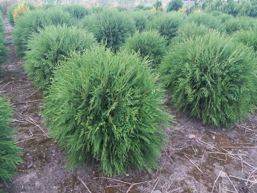 THUJA GLOBOSA TUJA KULA KULKA 50-60CM PRODUCENT