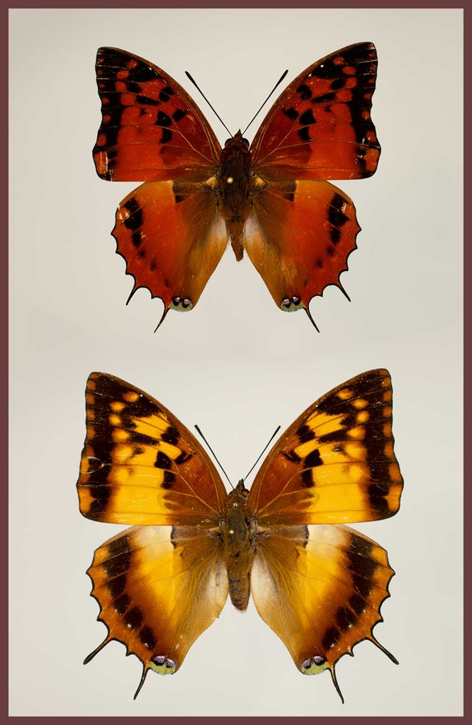 Motyl w gablotce Charaxes lasti - para