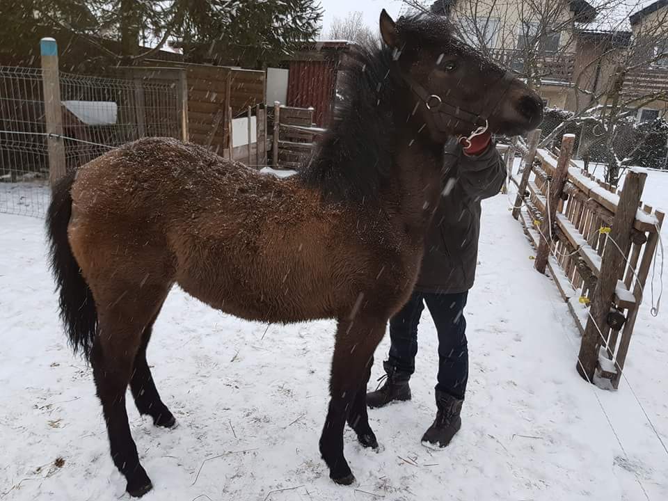 Sprzedam Ogiera 8-miesięczny OKAZJA