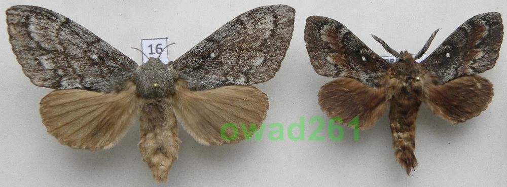 Dendrolimus pini Barczatka sosnówka para16