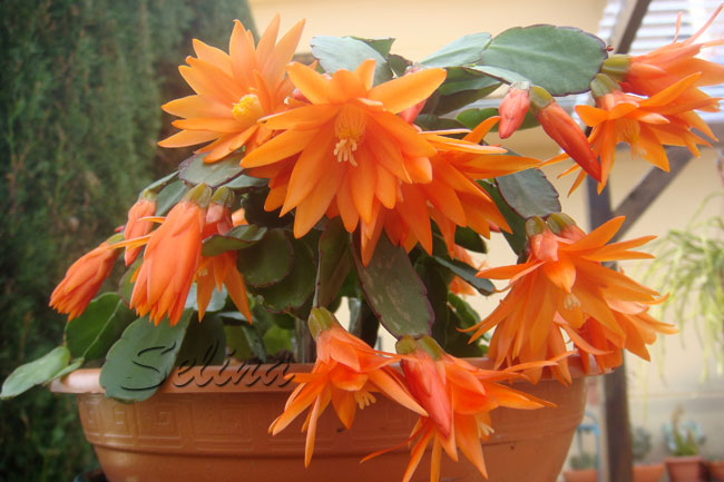 SCHLUMBERGERA COMANCHE #### GRUDNIK EPIPHYLLUM