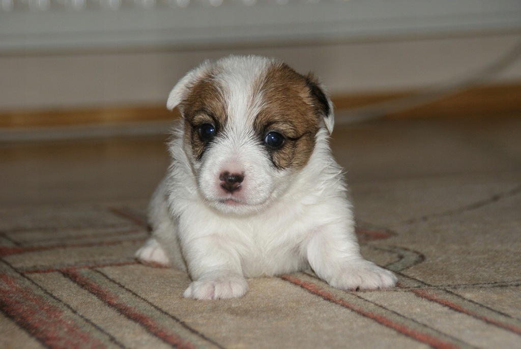 JACK RUSSELL TERRIER -PIESKI PO CHAMPIONIE FCI/ZKW