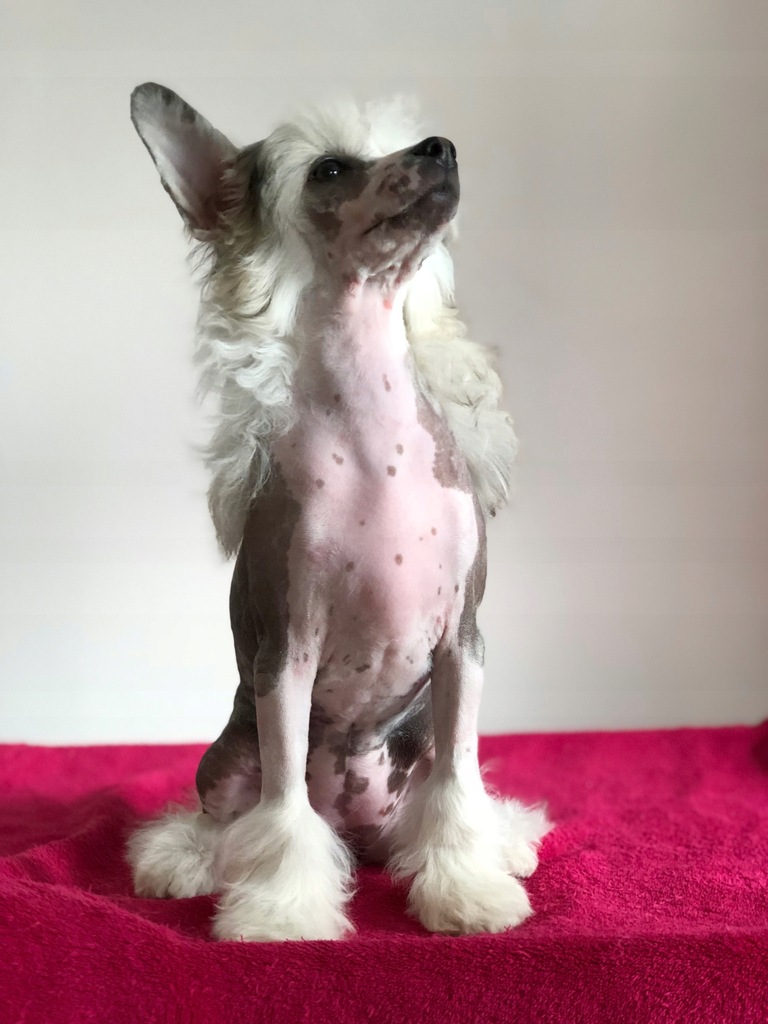 Chinese Crasted Dog