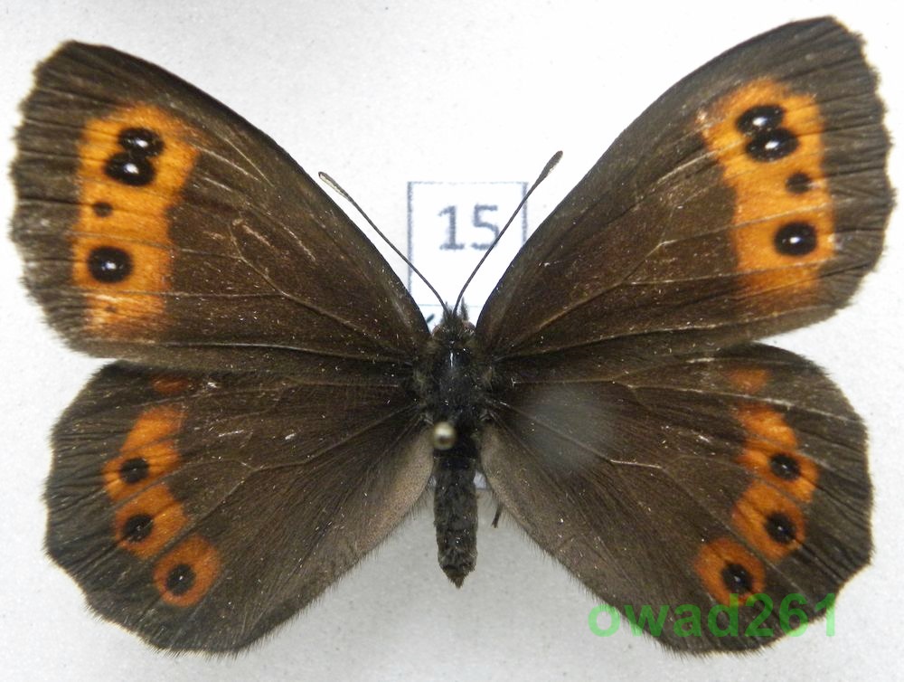 Erebia ligea Górówka boruta samica15