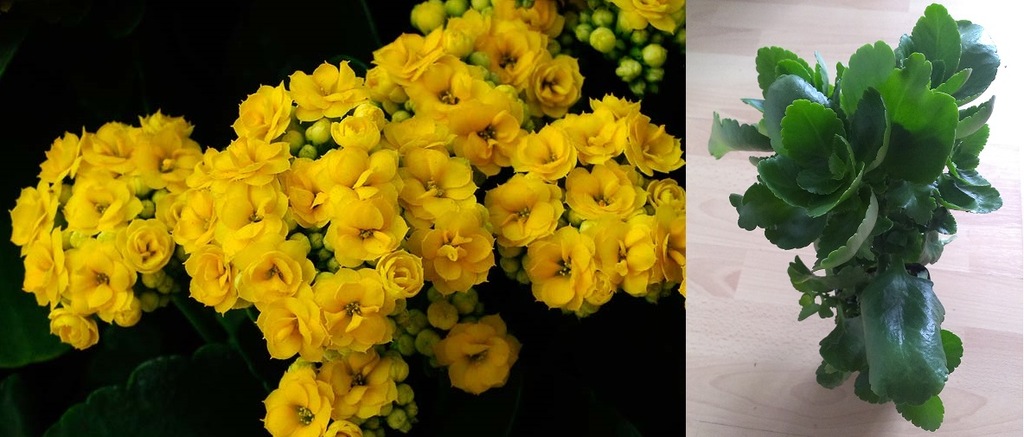 Kalanchoe blossfeldiana 'FLAMING KATY' ŻÓŁTE