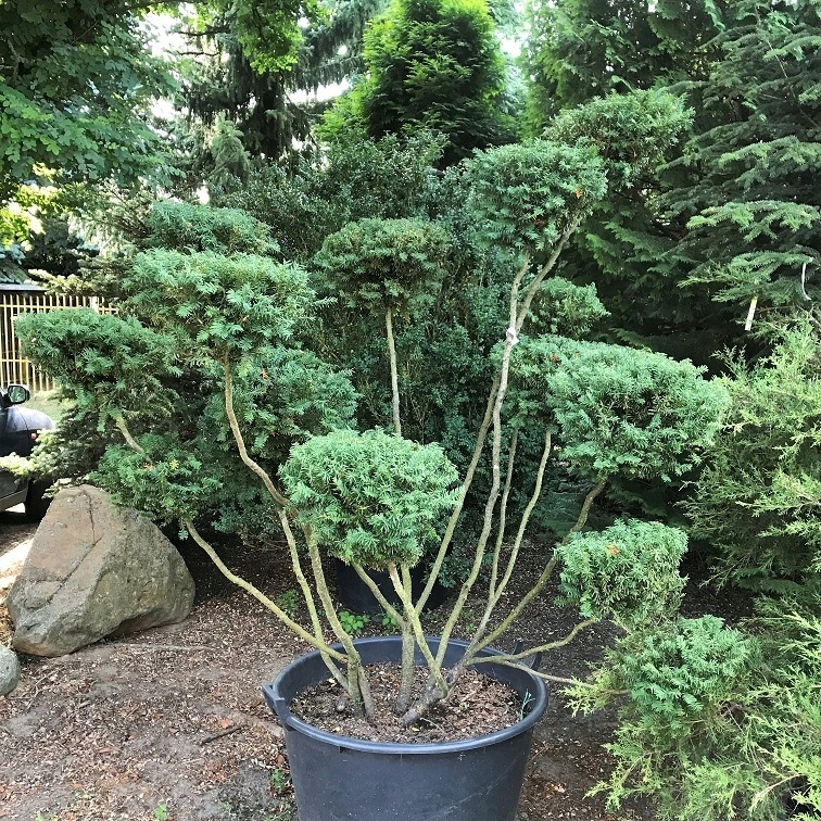 Cis Bonsai - Taxus baccata Bonsai