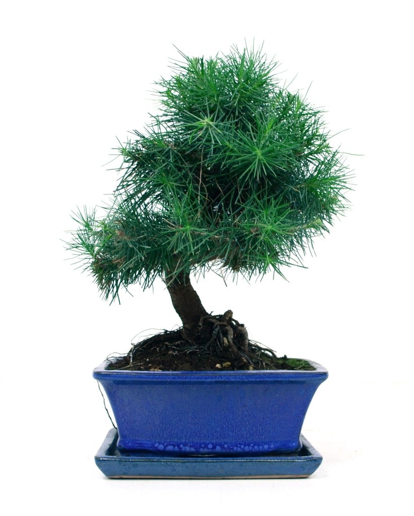 Sosna Alepska - bonsai domowy