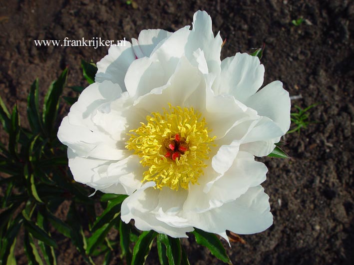 Paeonia 'White Wings' - Piwonia chińska WONNA !!!