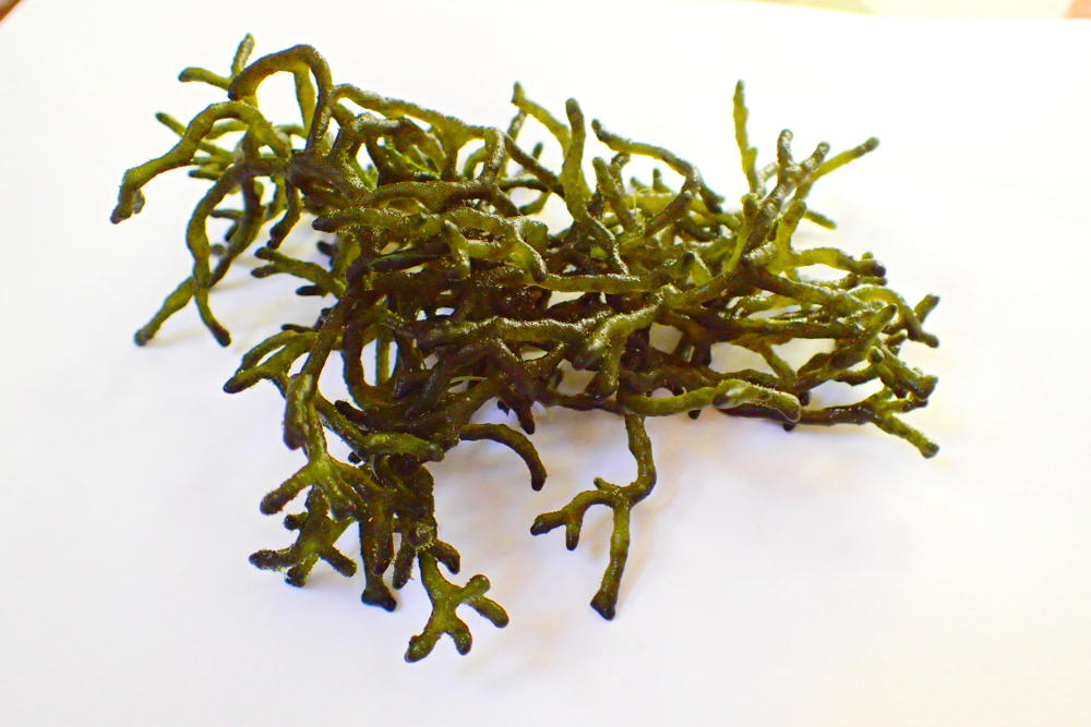 Codium sp. / glony do refugium / z hodowli