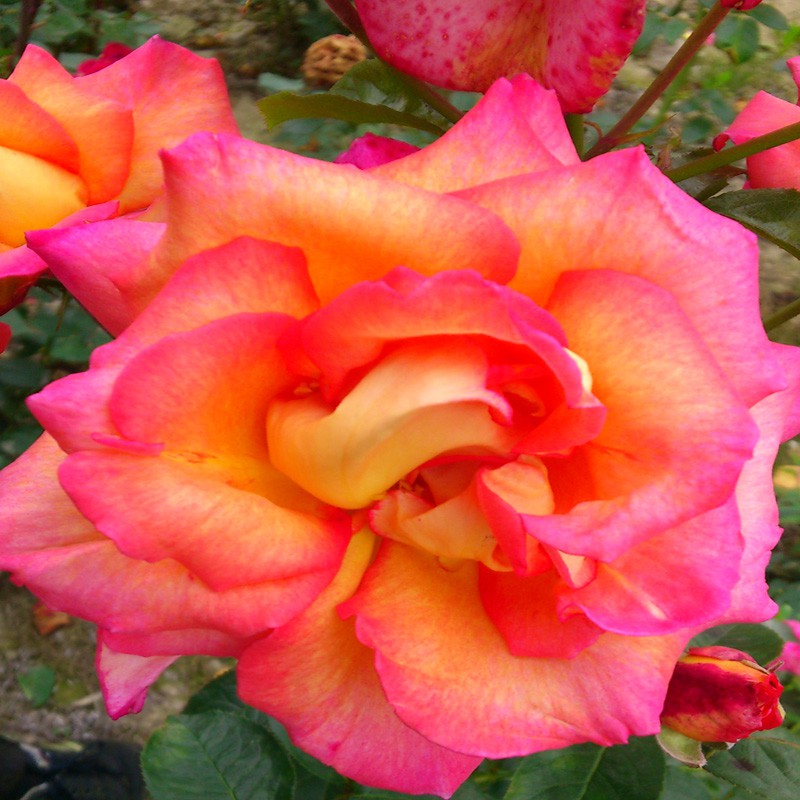 Róże róża Wielkokwiatowa DIE WELT Rosa Ogród Doni