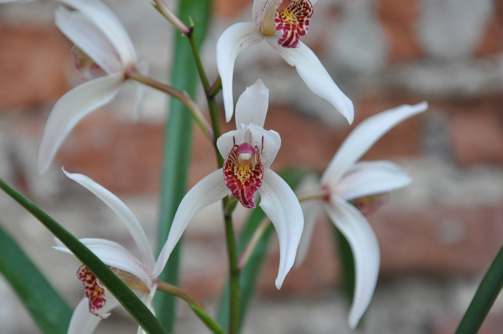 Storczyk, Cymbidium formosanum x erythrostylum
