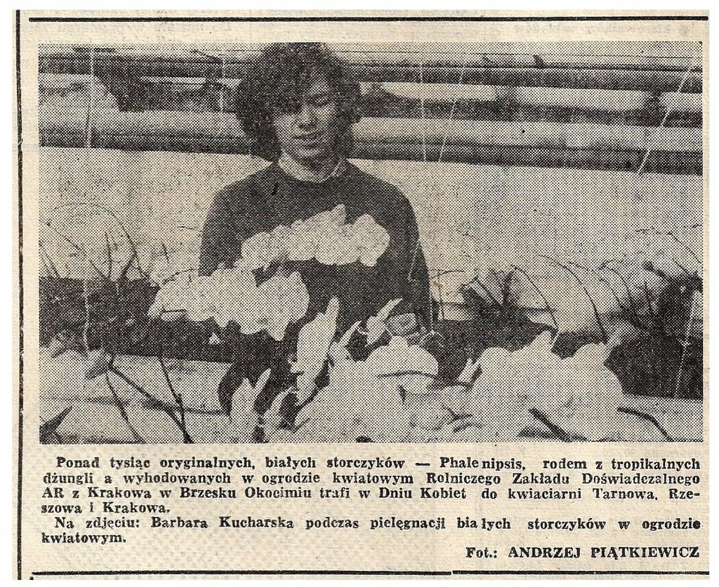 BRZESKO OKOCIM PILZNO DĘBICA MIERZĘCIN RADOM