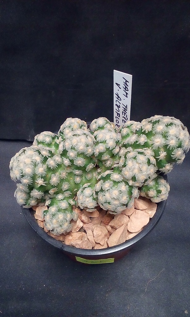 Kaktusy Mammillaria theresae albiflora nr1164p