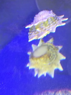 Morskie akwarium-sinularia zielona fluo