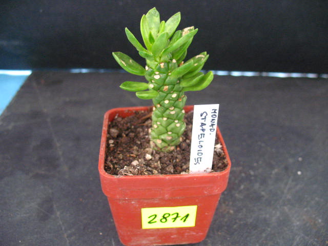 Kaktusy Monadenium stapelioides nr2871 don 6x6cm