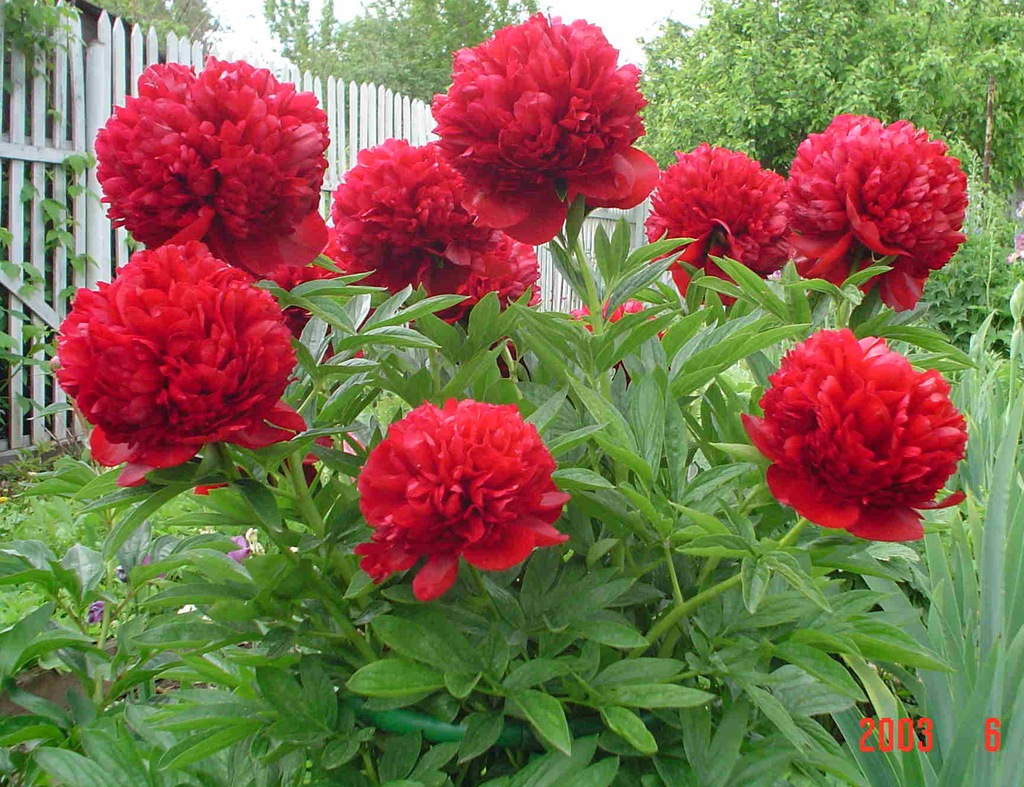 Piwonia peonia czerwona pełna  PA 930