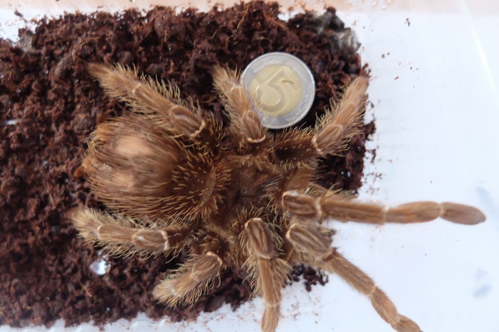 lasiodora parahybana ptasznik olbrzymi L12 -samica