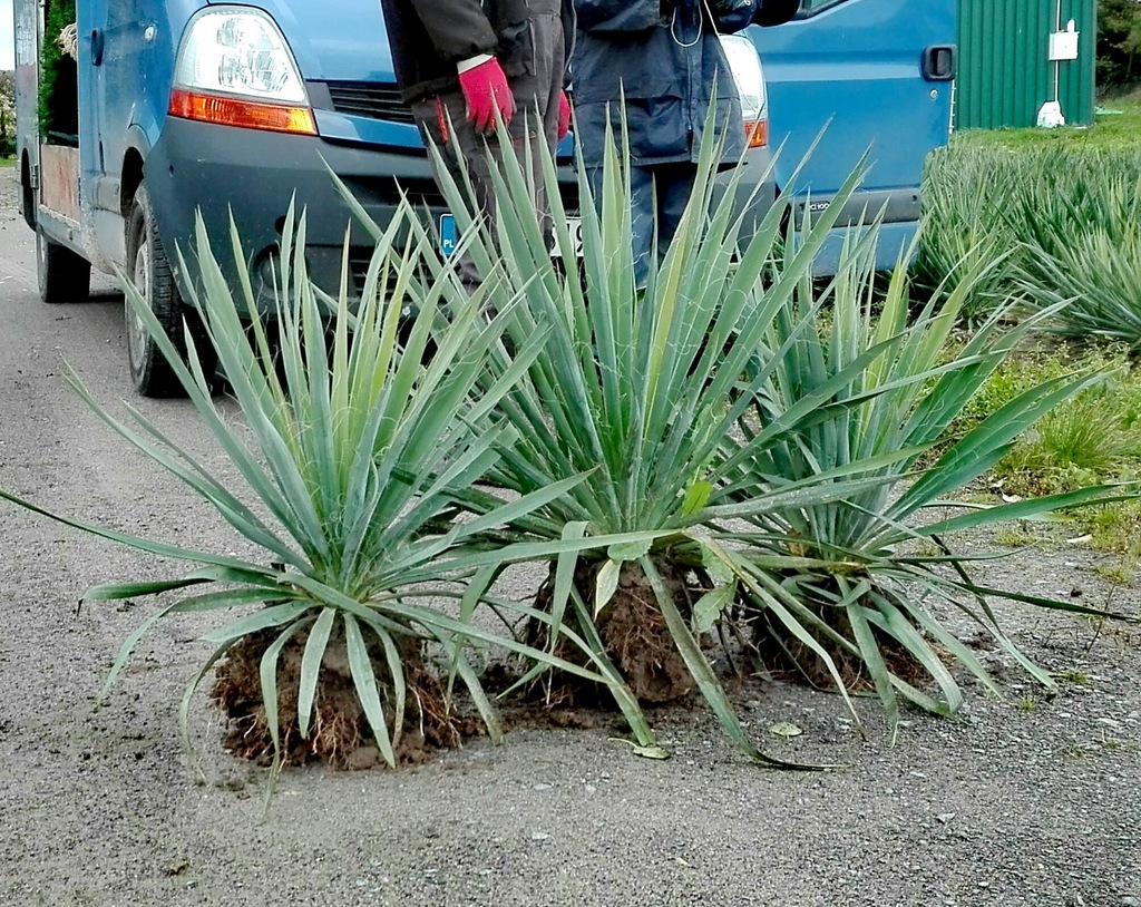 JUKA OGRODOWA DUŻA GĘSTA wys ok 50 cm MROZOODPORNA