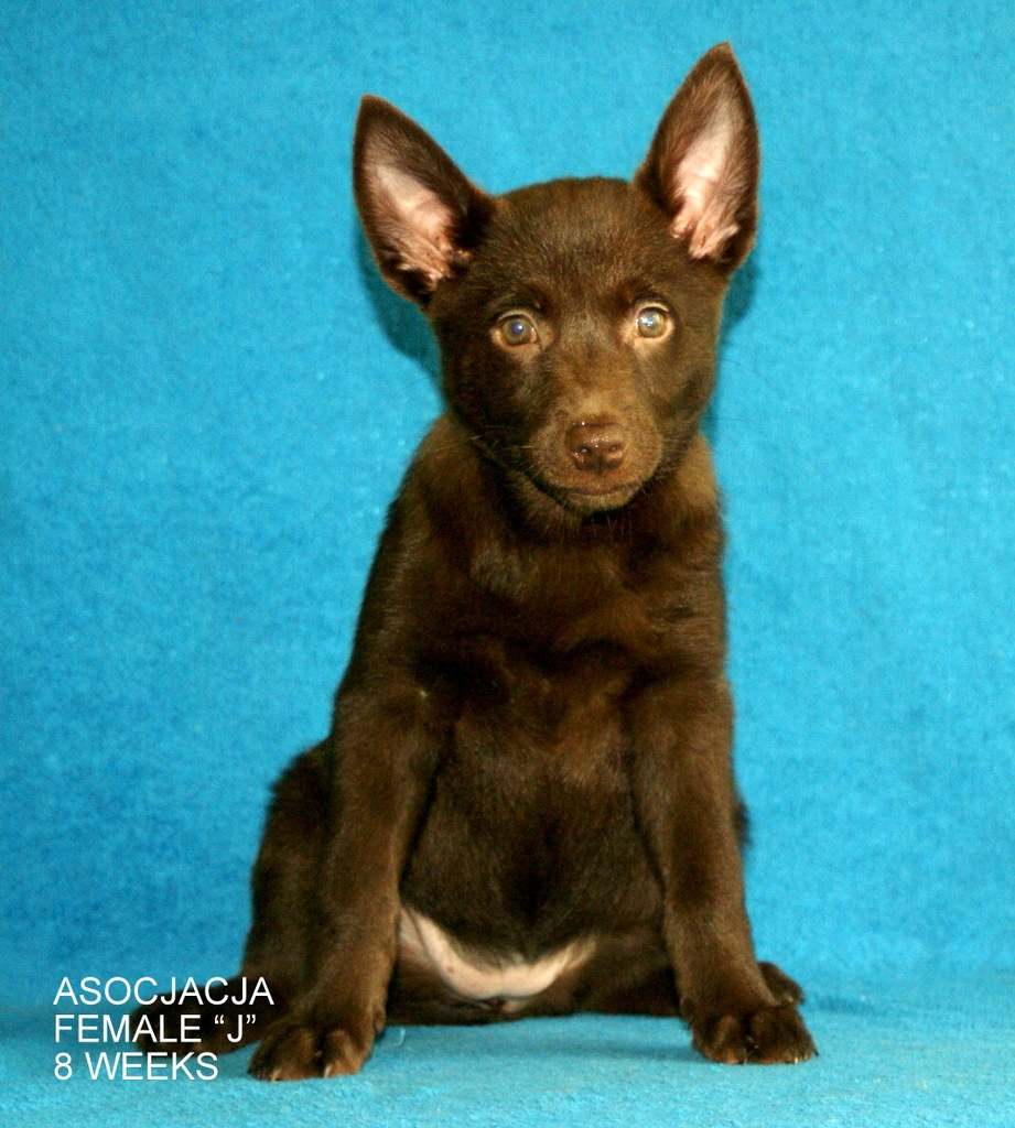 Australian Kelpie FCI, Kelpie