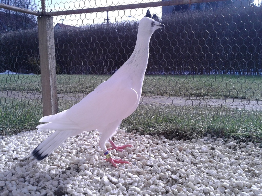 Srebrniak Srebrniaki Samica Samiec