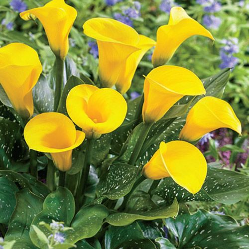 Calla Kalia Żółta Black Magic kłącze 1 szt