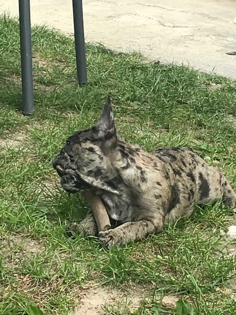 Buldog Francuski choco merle suczka 8 tygodni