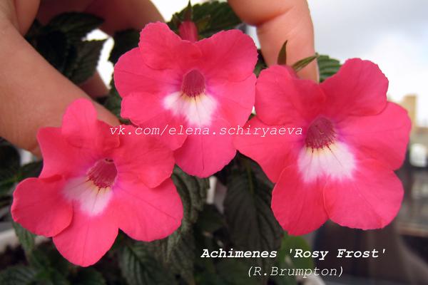 Achimenes Rosy Frost - kłącze