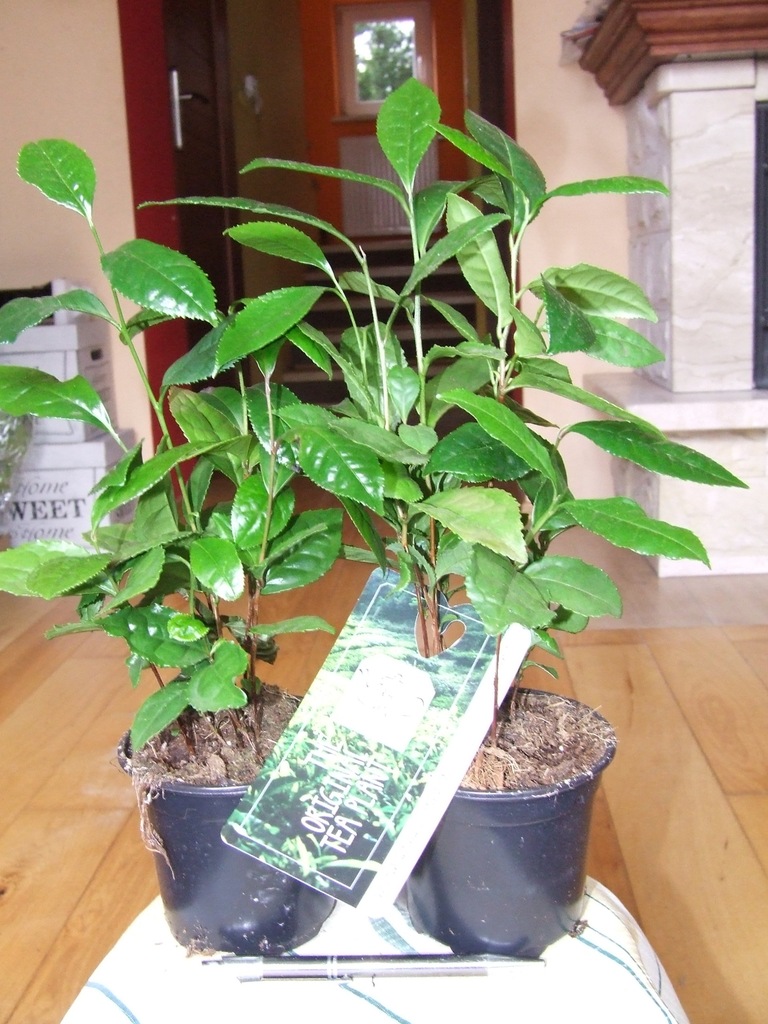 HERBATA CAMELLIA SINENSIS kilkusadzonkowa 
